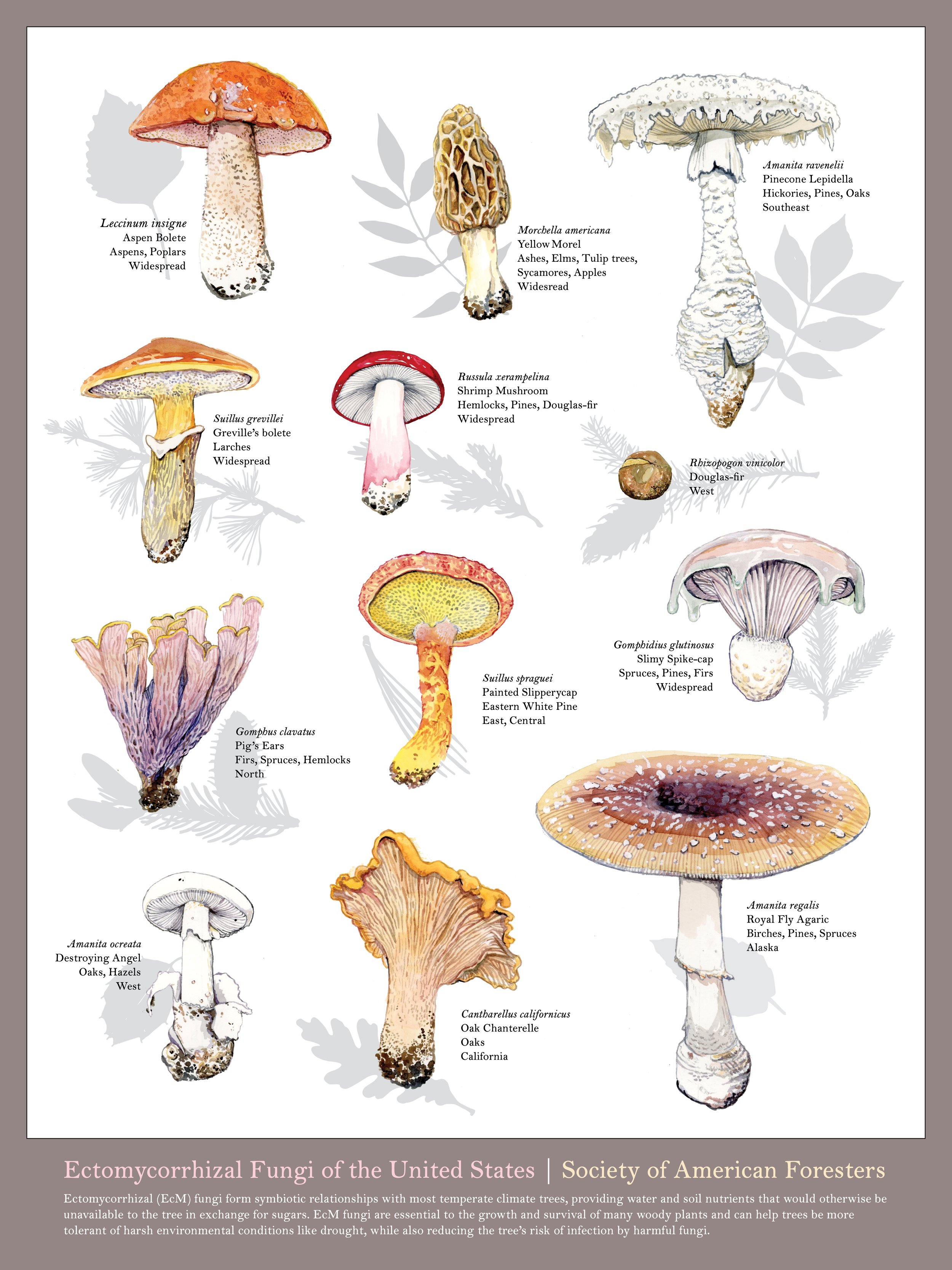 Ectomychorrizal fungi2.png