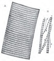 Muscle Fiber