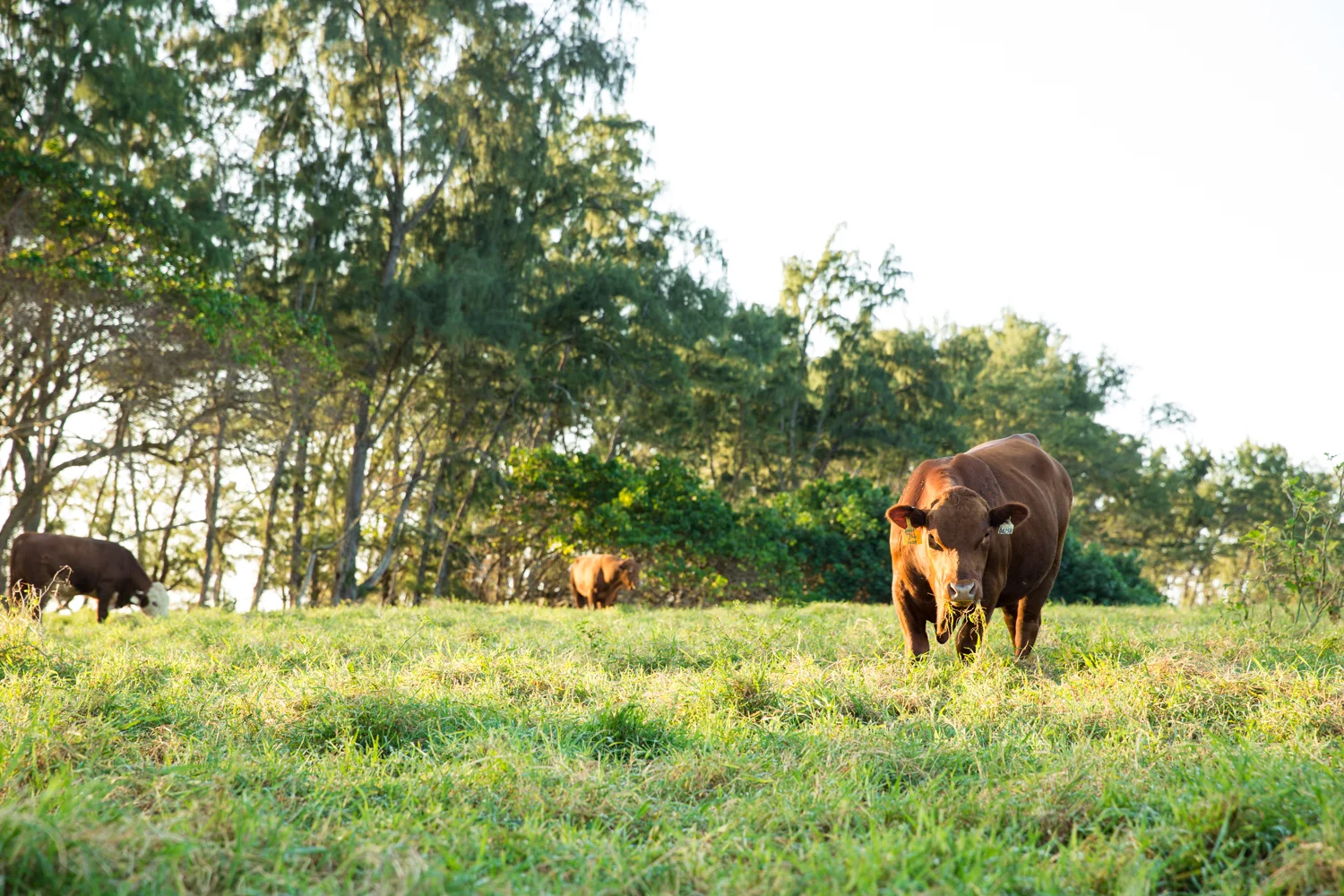 Hana-Ranch-166-mdxfave.jpg