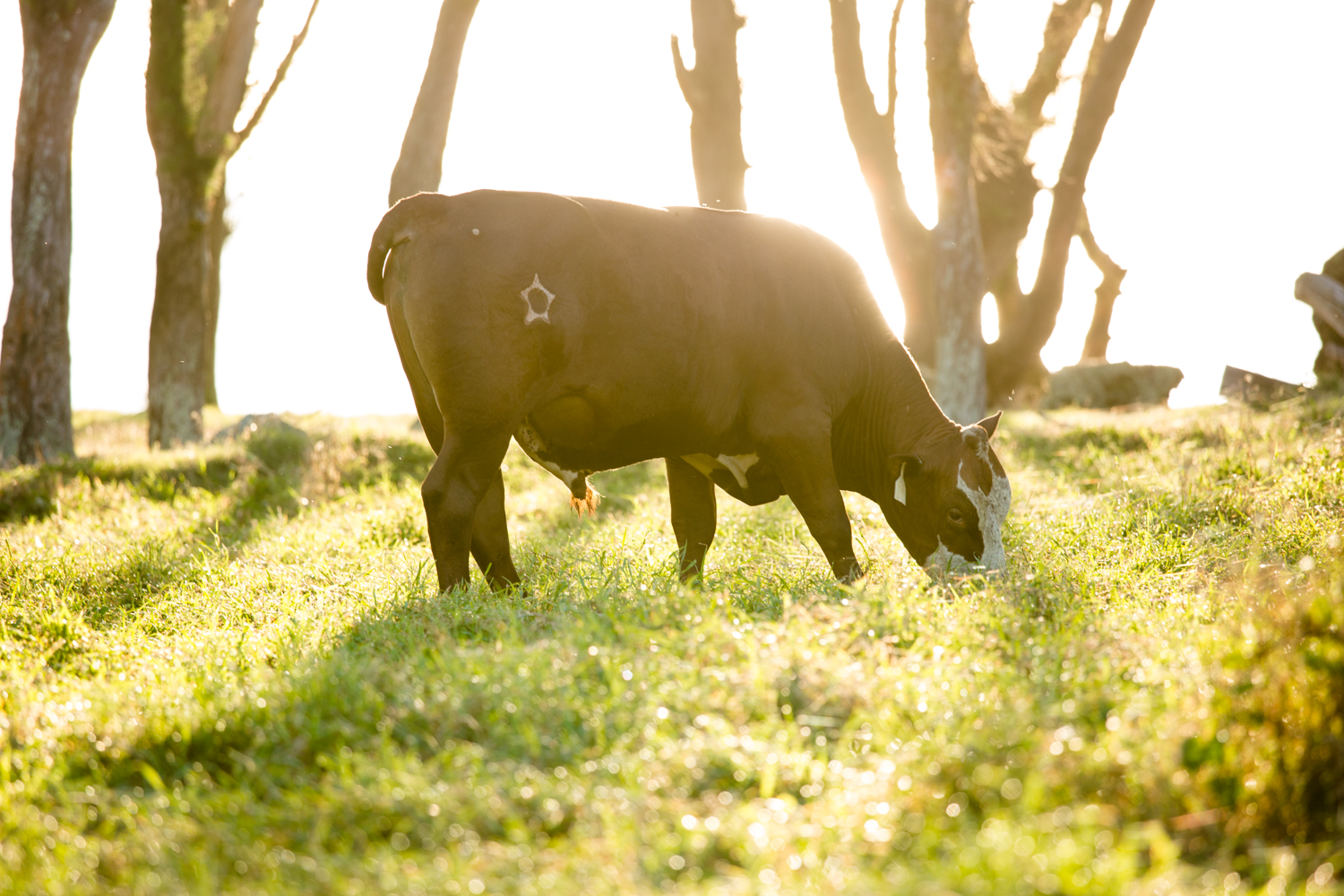 Hana-Ranch-171-mdxfave.jpg
