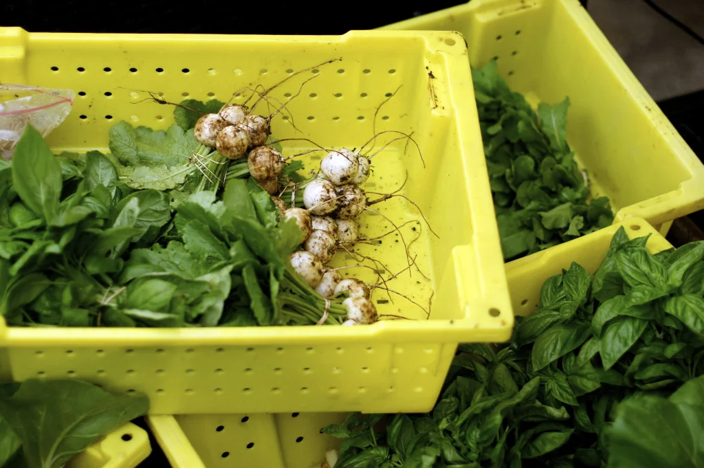 First-Veggies-1024x681.jpg
