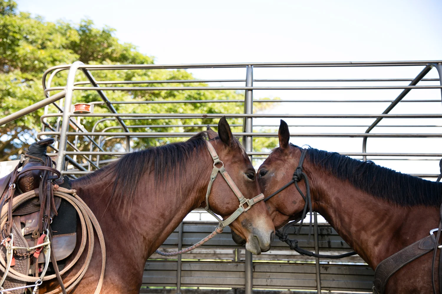 Hana-Ranch-1049-mdxfave.jpg
