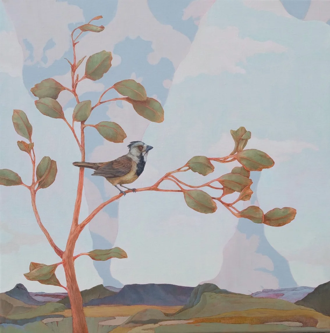 woodland resident crested bellbird copy.jpg