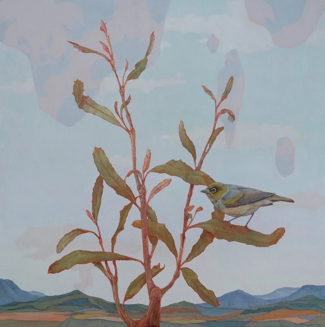 woodland resident silvereye copy.jpg