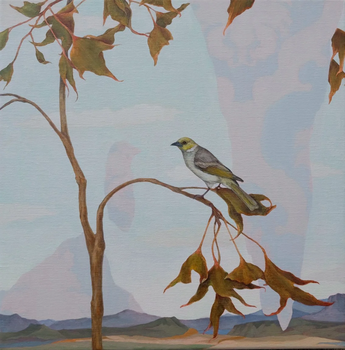 Woodland resident white-plumed Honeyeater copy.jpg