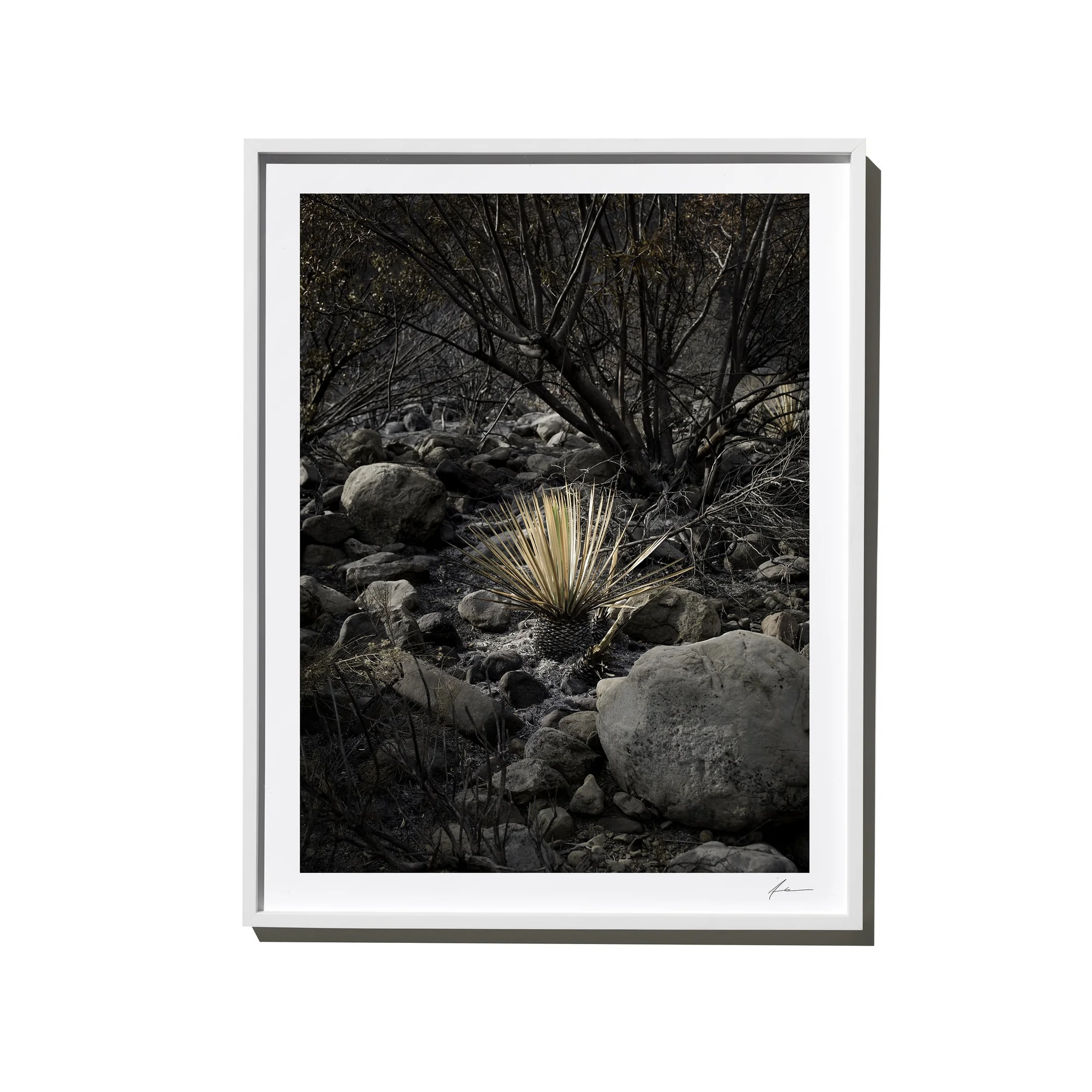 Yucca_1529_W.jpg