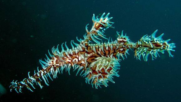 An ornate ghost pipefish, one of the over 350 species under the remit of the Seahorse, Pipefish and Stickleback Specialist Group. Credit: Wikimedia Commons