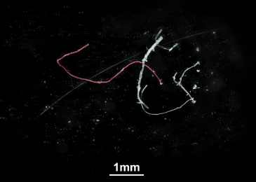 Microplastic fibres seen under a microscope. Lucy Woodall/Natural History Museum 
