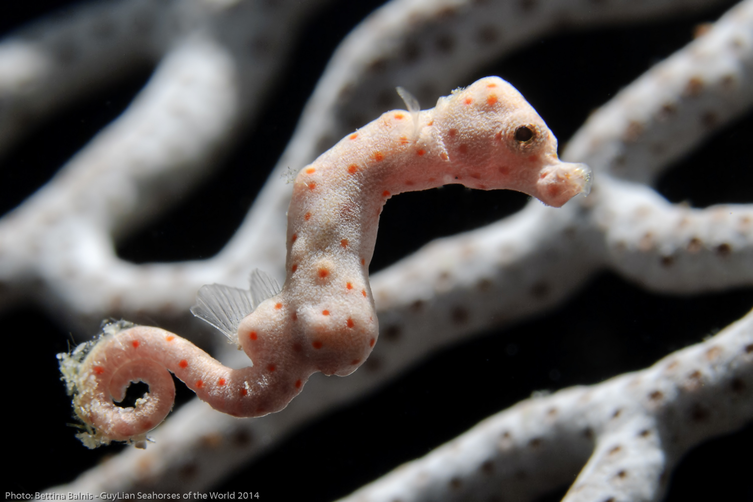 Guyllian Seahorse 2014- Balnis 1.jpg