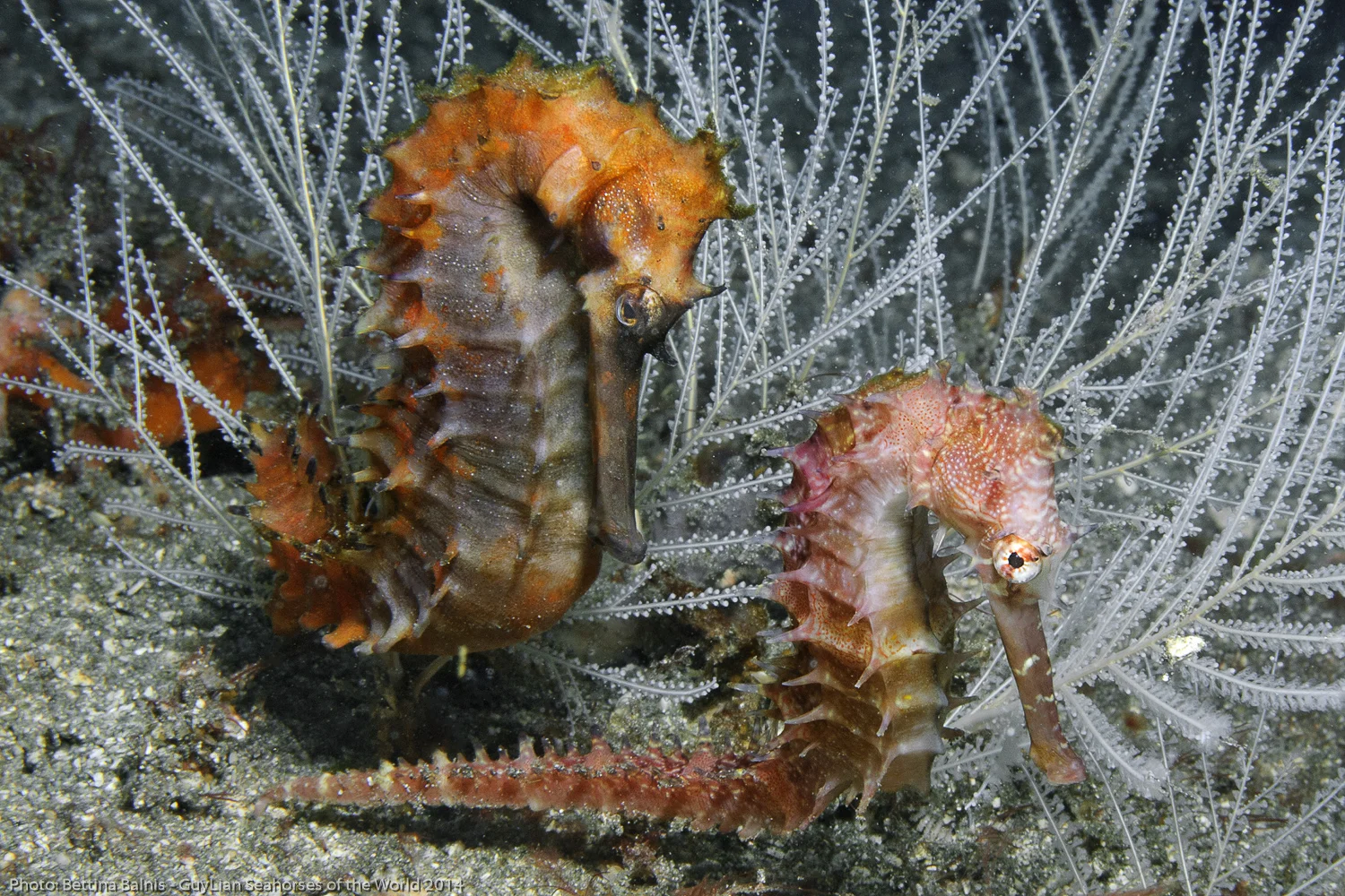 Guylian Seahorse 2014 - Balnis3.jpg