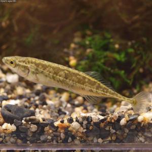  An Amur stickleback. Wikimedia Commons