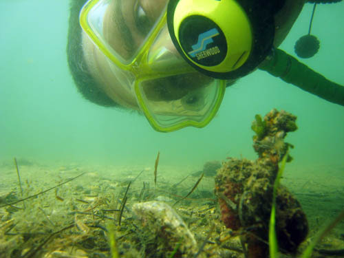 Join iSeahorse today! Photo: Iain Caldwell/Project Seahorse