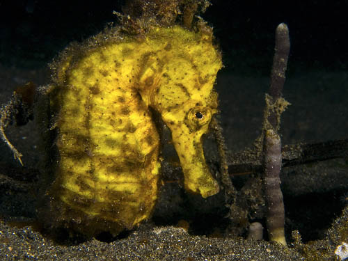Photo: Bruno van Saen/Guylian Seahorses of the World