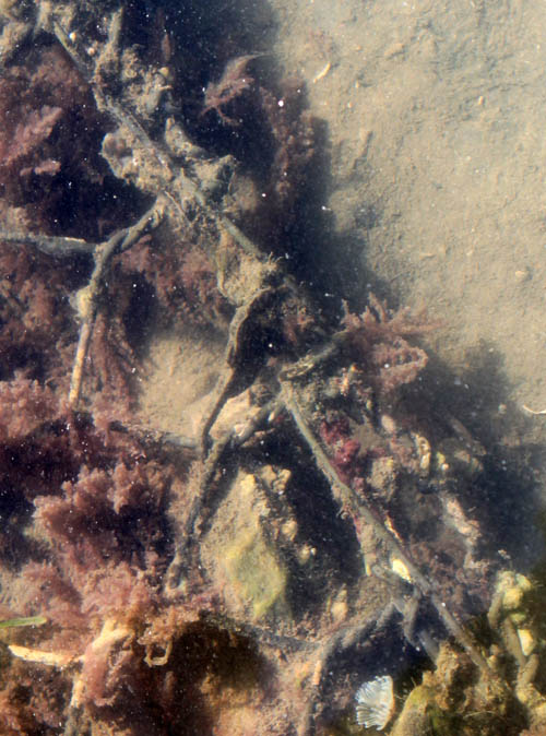 The Cape or knysna seahorse ( H. capensis ) is listed as 'Critically Endangered' on the IUCN Red List. Photo: Ally Stocks/Project Seahorse