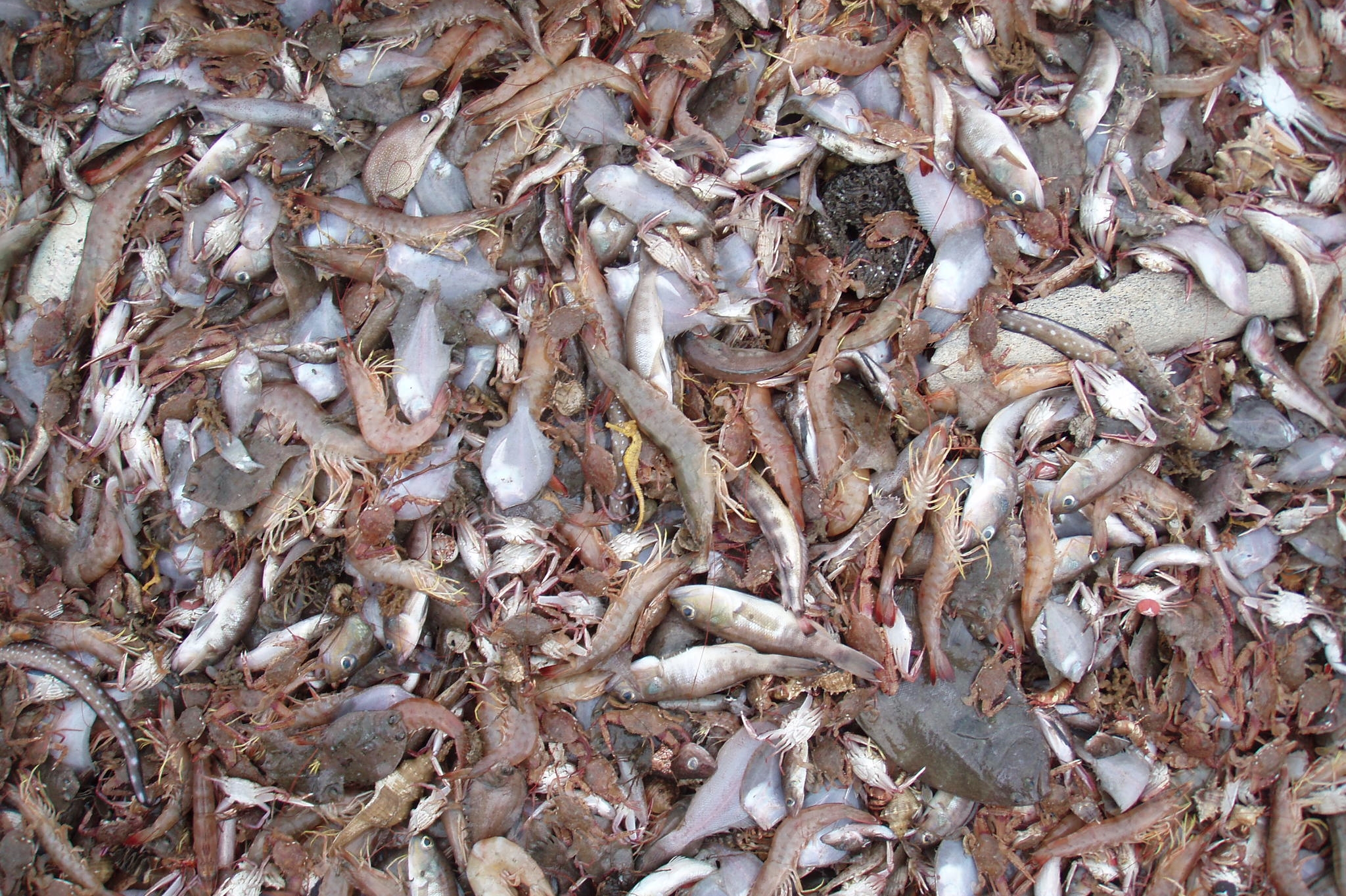 For every kilogram of shrimp caught by trawlers, 10 kg of other marine life is caught and turned into fishmeal or dumped overboard, dead or dying. Sarah Foster/Project Seahorse