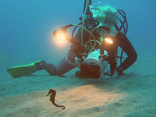 Guylian Seahorses of the World