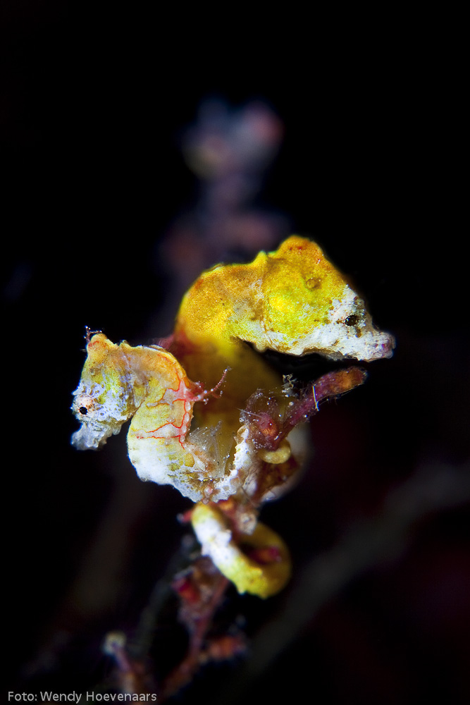 Wendy Hoevenaars/Guylian Seahorses of the World 2012 (winning entry)