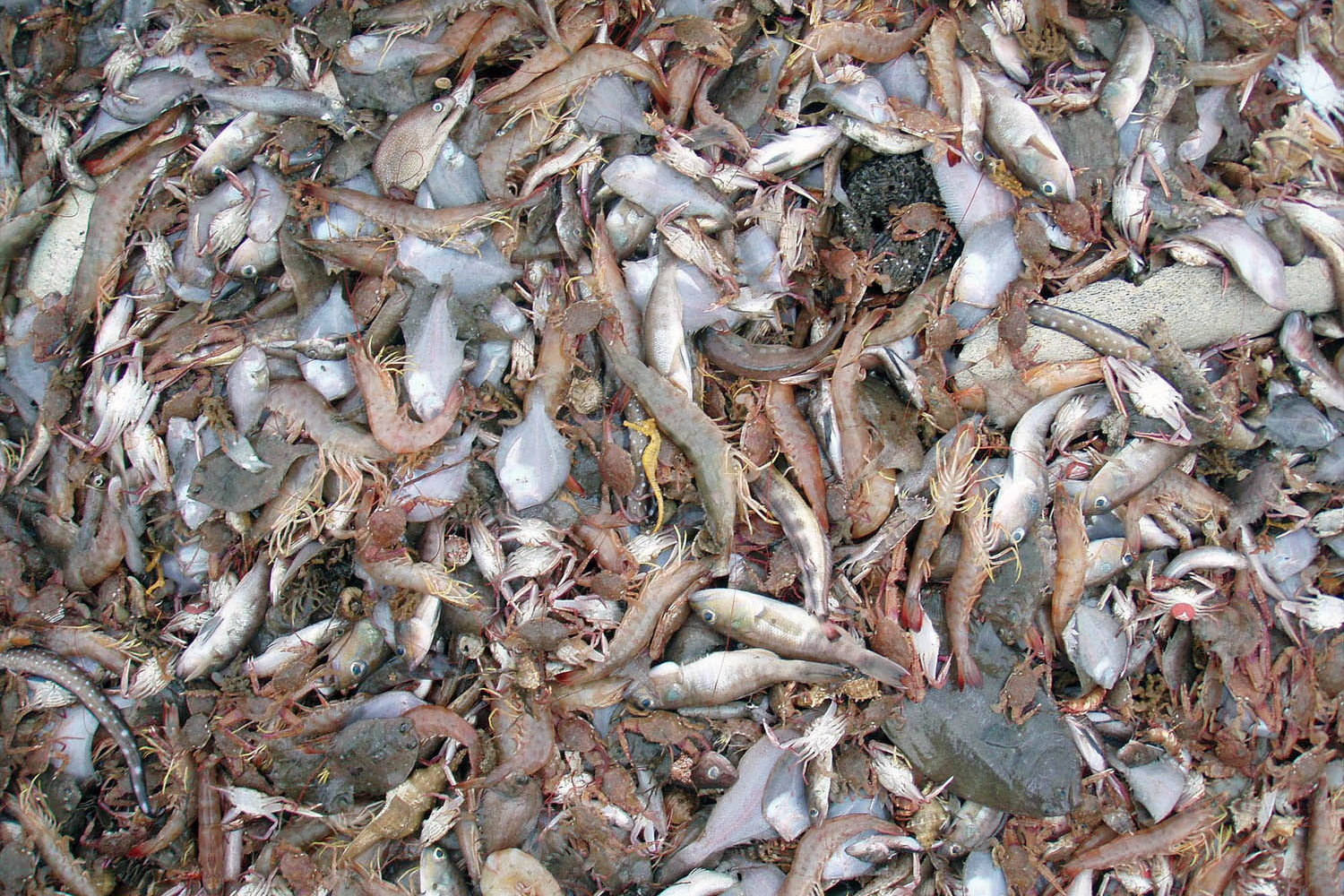 Sarah Foster/Project Seahorse