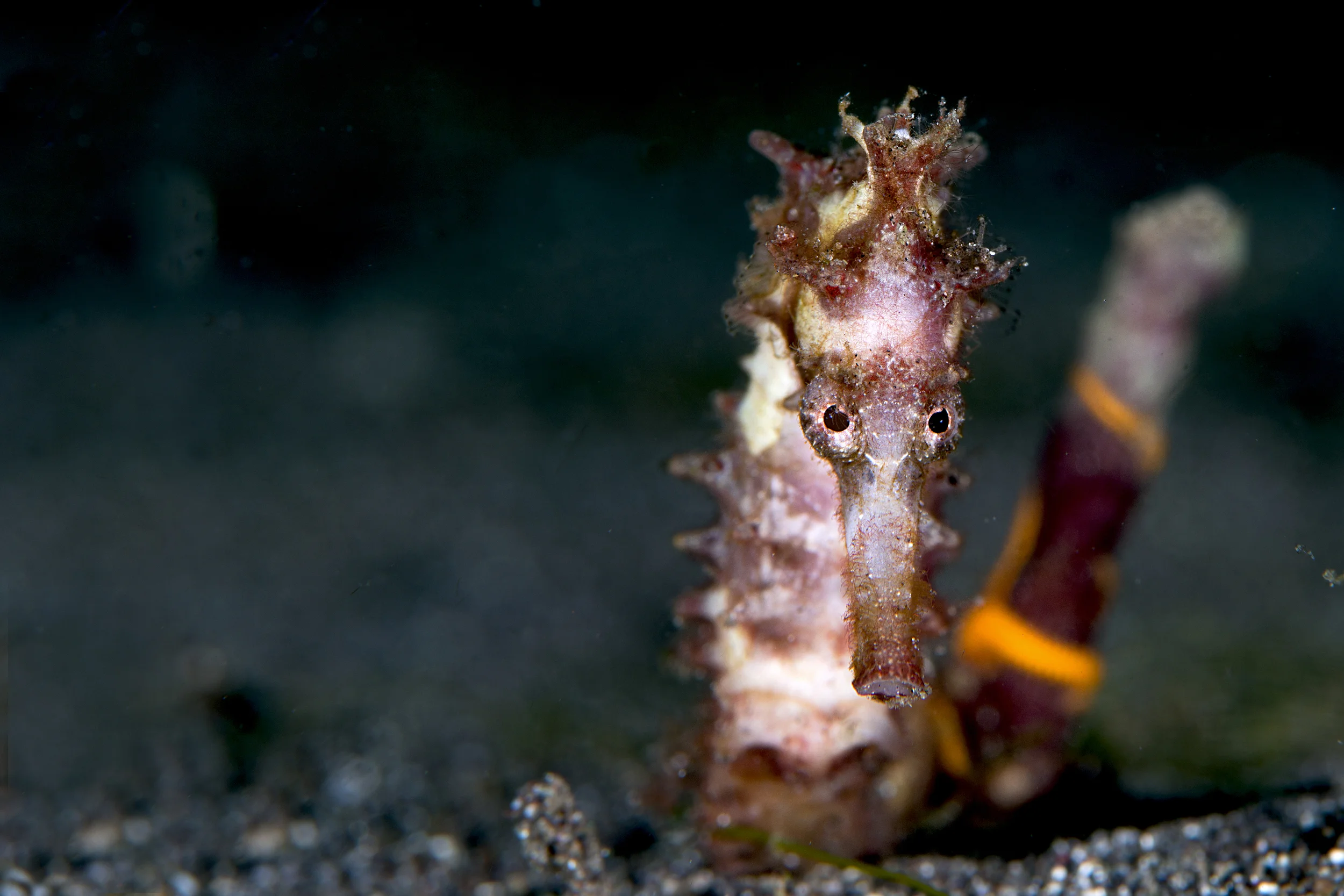 Guylian Seahorses of the World