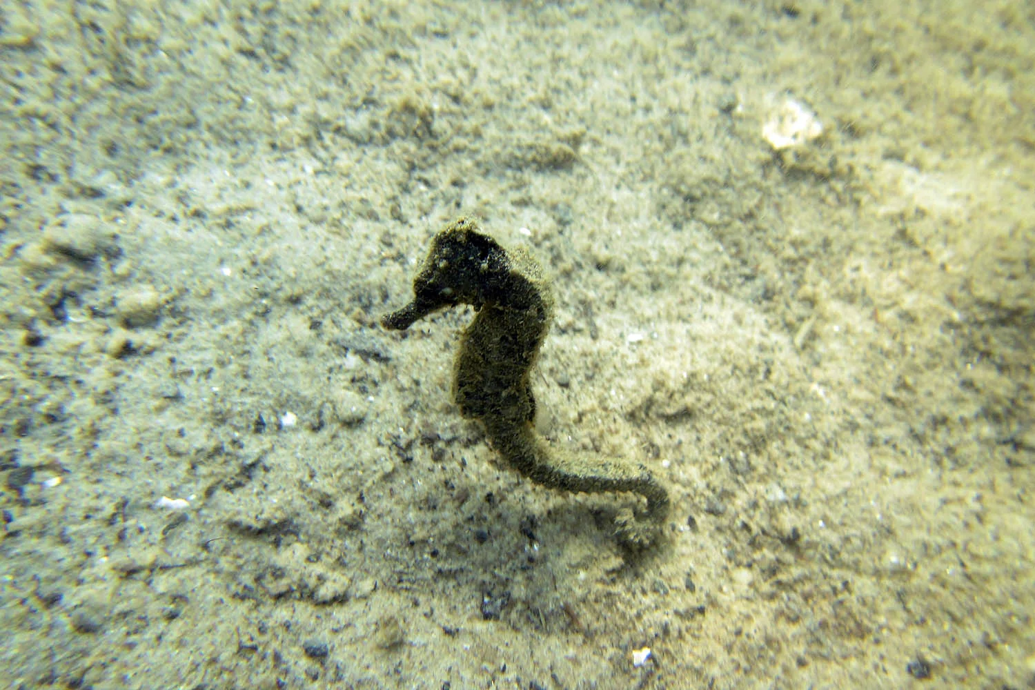 Lindsay Aylesworth/Project Seahorse