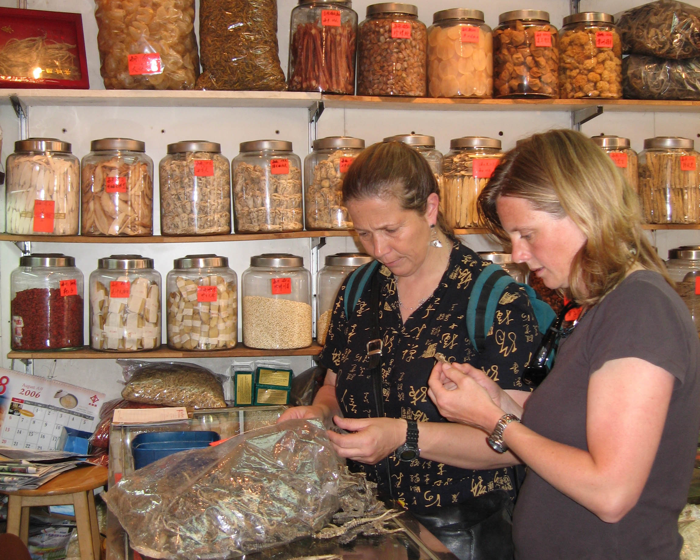 Drs. Vincent and Koldewey examining dried seahorse specimens. Amanda Vincent/Project Seahorse 
