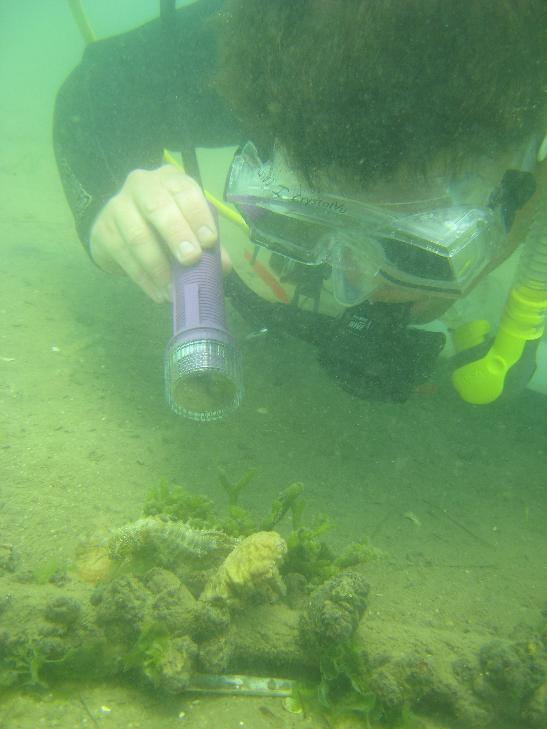 A diver studies a seahorse in the Ria Formosa estuary, Portugal. Iain Caldwell/Project Seahorse 