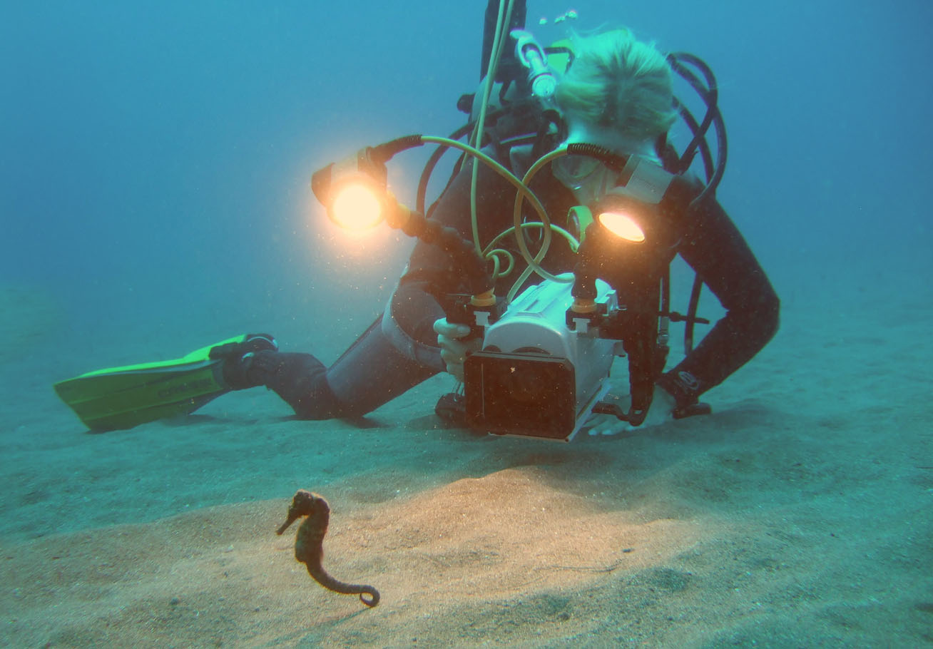 Guylian Seahorses of the World