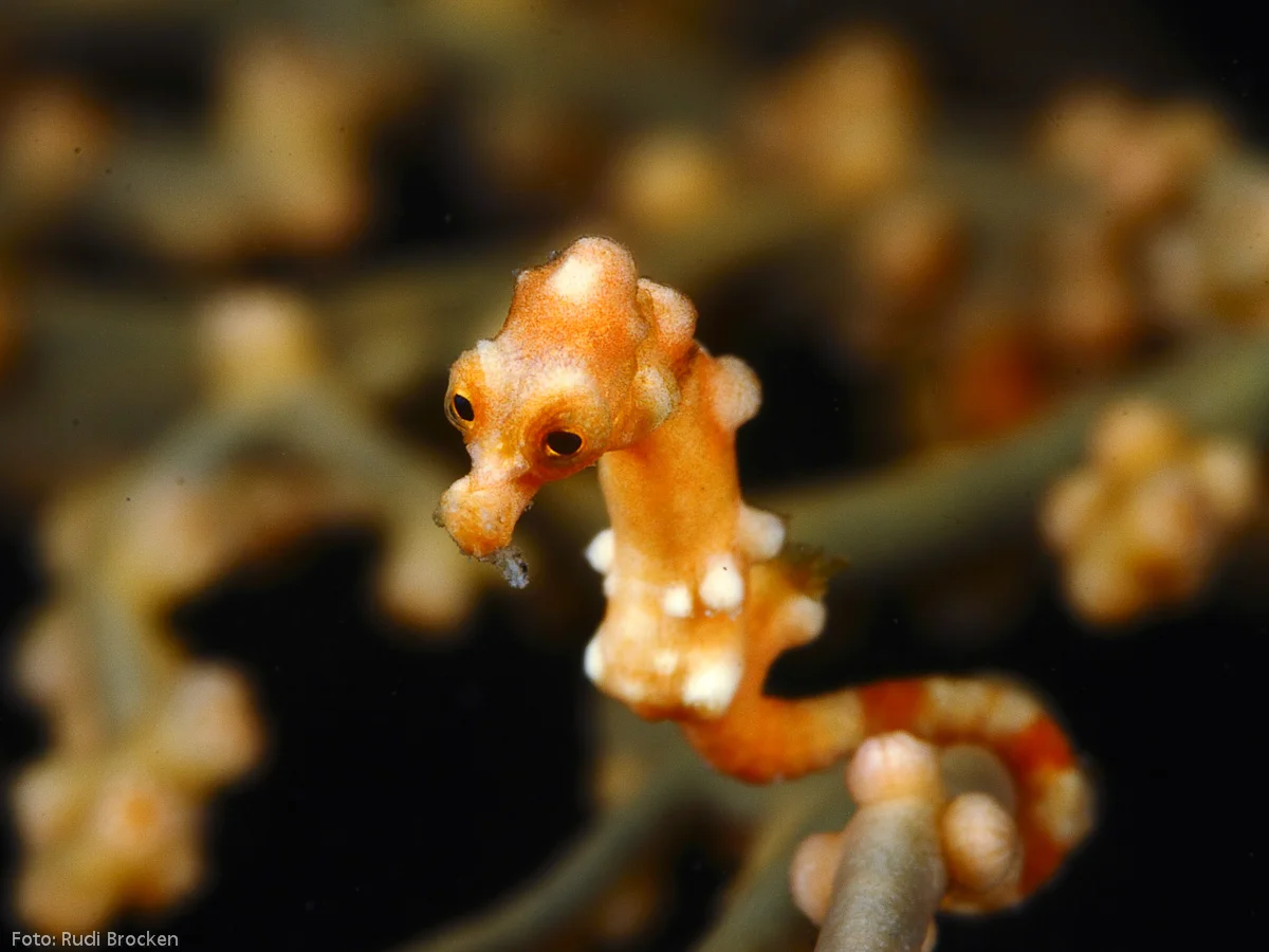 A Denise's pygmy seahorse ( H. denise ). Rudi Brocken/ Guylian Seahorses of the World