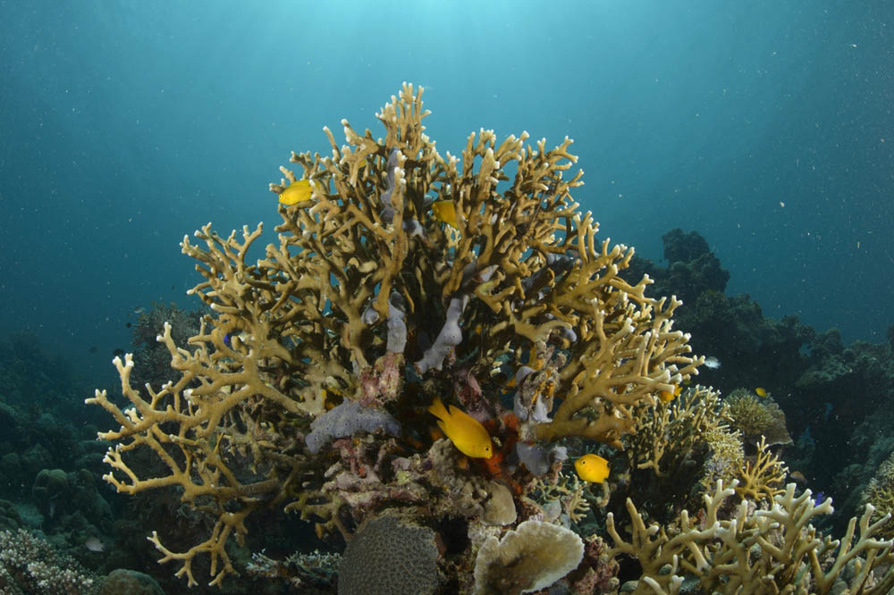 A sparsely populated reef on Danajon Bank in the central Philippines. Luciano Candisani/iLCP