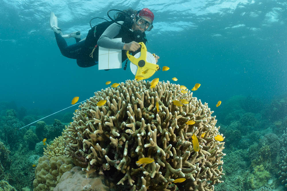 A Project Seahorse research lays a transect across a coral reef. Luciano Candisani/iLCP