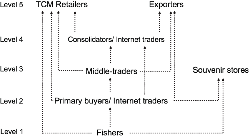 Figure 1. Dried seahorse trade structure in Thailand. Arrows indicate the direction seahorses were sold.