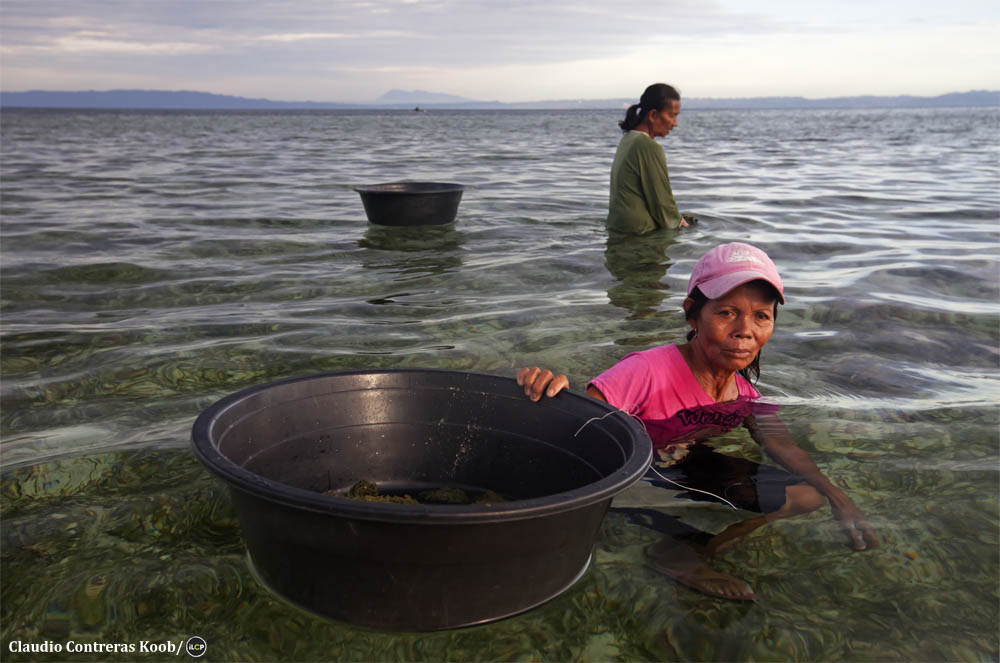 A pair of women glean for shellfish, nudibranchs, and other invertebrates just off shore. This type of fishing accounts for half of all household food on Danajon Bank. Claudio Contreras Koob/iLCP