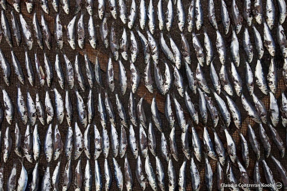 Overfishing is a major problem on Danajon Bank. For small fishers, a night's work might yield about US $2.50. A generation ago, fishers could feed their entire family on just a few hours of fishing. Claudio Contreras Koob/iLCP