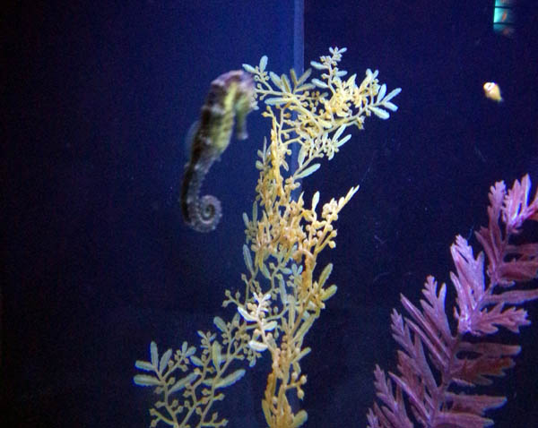 A Kellogg’s seahorse (H. kelloggi), taken in Shanghai Ocean Aquarium, June 2, 2014. Xiong Zhang/Project Seahorse