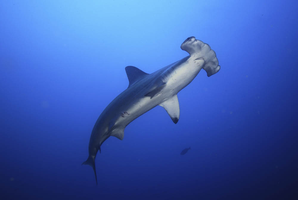 A number of shark and ray species have benefitted from our CITES work. Stock photo