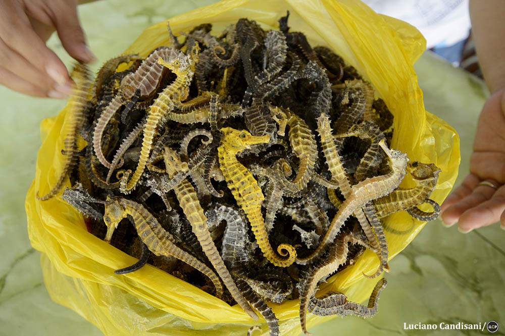 Seahorses are valuable global commodities. Luciano Candisani/iLCP 