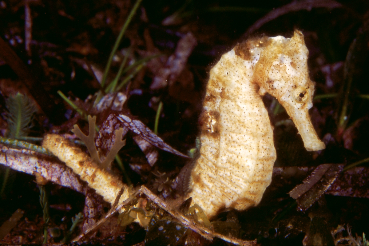 Hippocampus kuda . One of the three seahorse species under CITES Review of Significant Trade. Photo by Luc Eeckhaut/Guylian Seahorses of the World.