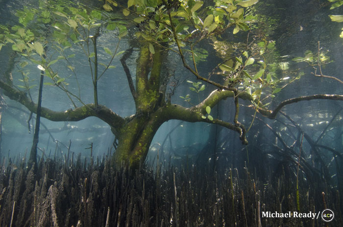 From Expedition: Danajon Bank : Mangrove forest kissed by sunlight on Danajon Bank, Philippines. Did you know? Mangrove forests not only support a huge diversity of marine life, they protect coastal communities from the elements. During India's 1999 "supercyclone," mangroves are calculated to have saved nearly two lives per village. Photo: Michael Ready/iLCP