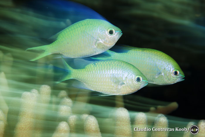 A trio of black-axil chromis ( Chromis atripectoralis ). Photo: Claudio Contreras Koob/iLCP
