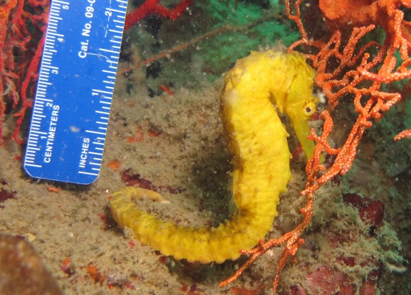 Measuring the trunk length of a female Hippocampus comes, the tiger-tailed seahorse. Photo: Dr. Tse-Lynn Loh/Shedd Aquarium