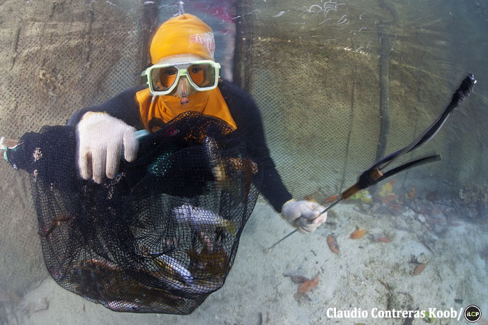 A fisher shows off his catch. Many fishers wear masks and gloves to protect against jellyfish stings.