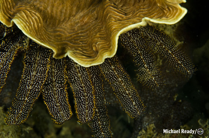 A seafan.
