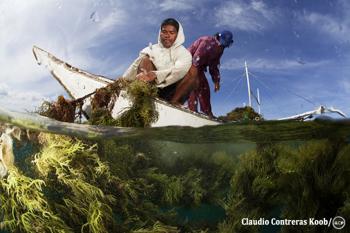 A seaweed farmer pulls his crop into an outrigger boat.