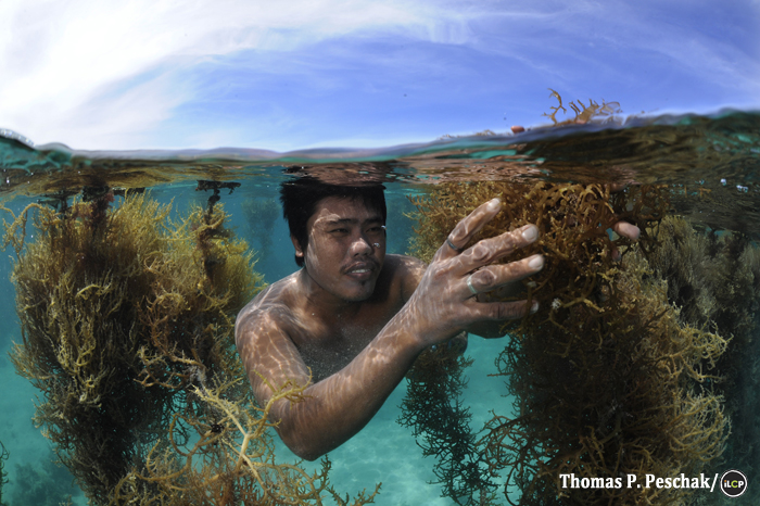 Entire communities, including children and the elderly, work together to sort the seaweed crops.
