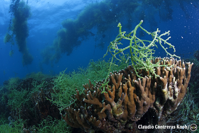 Fronds covering corals beneath a seaweed farm. Left there, the plants can kill the corals by preventing sunlight from reaching them. 