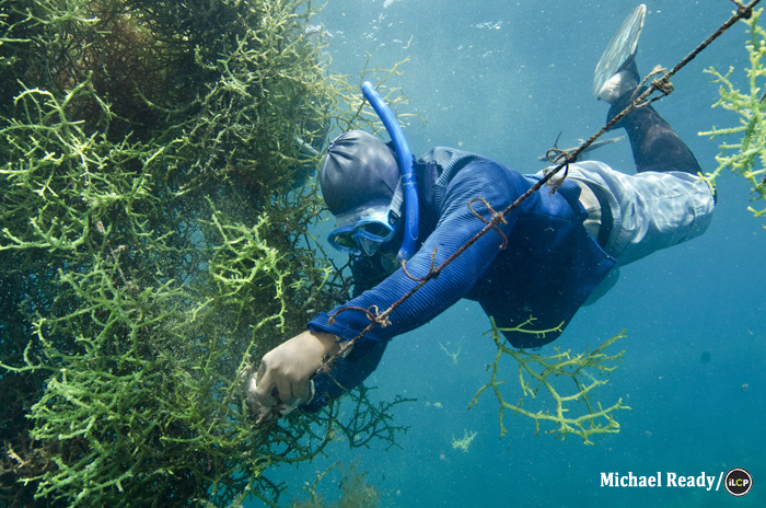 A diver secures seaweed to a line.