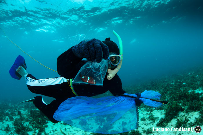 Ever wonder where the fish you see in aquariums come from? Danajon Bank is one such source.