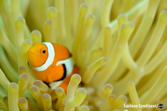 An anemonefish, one of many colourful reef species targeted by the aquarium fishery.