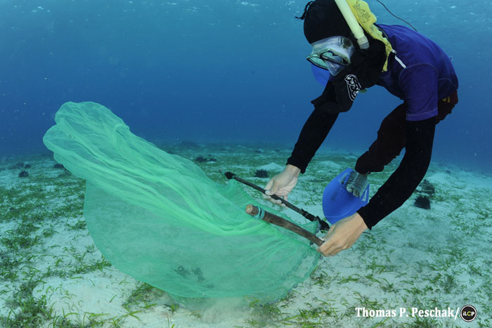 An aquarium fisher gathers his catch in a small, weighted net.