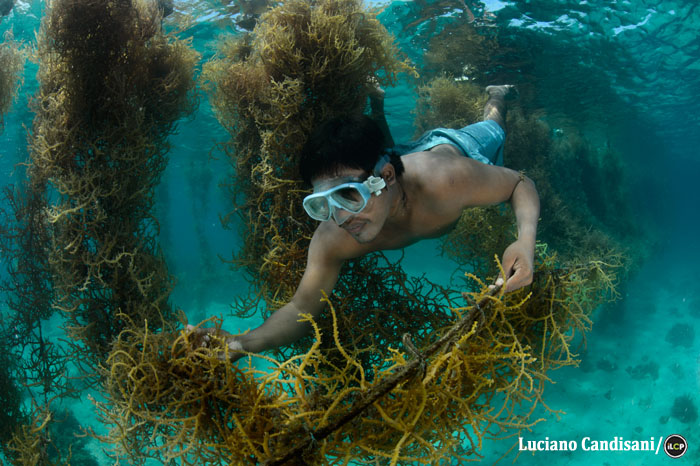 A seaweed farmer gathers his crop near Hambongan, Danajon Bank, Philippines. It will be dried and then eaten or sold. Seaweed farming is an important livelihood in the region. Photo: Luciano Candisani/iLCP.